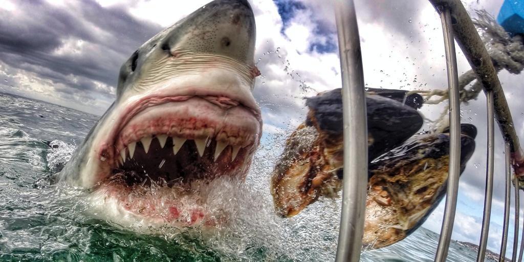 Fred Liénard banner