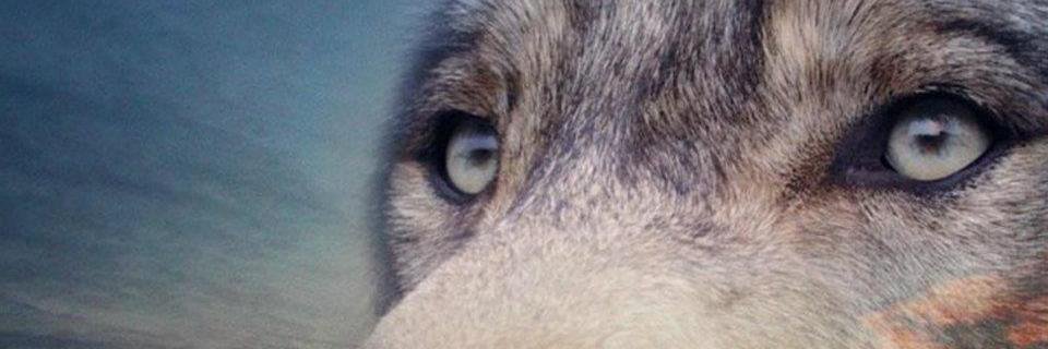 Cheyenne2505's profile banner image