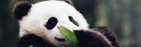 pandaa__26's profile banner image
