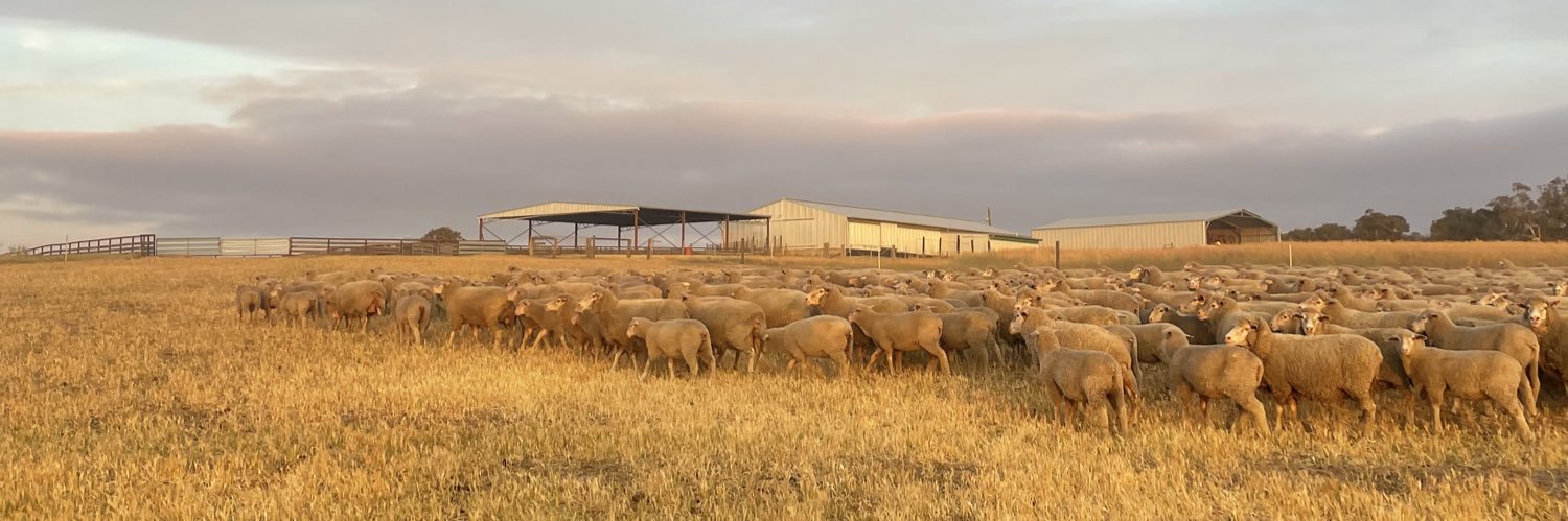 Pip Crook 🇦🇺 🐑 🐎 📚 banner