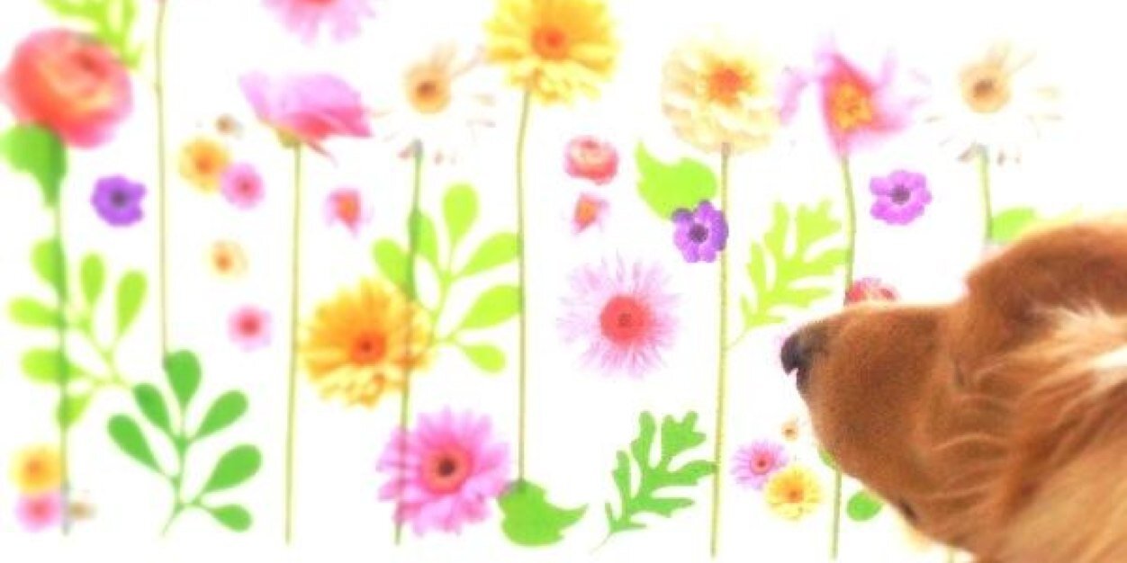 もめんこ。 banner