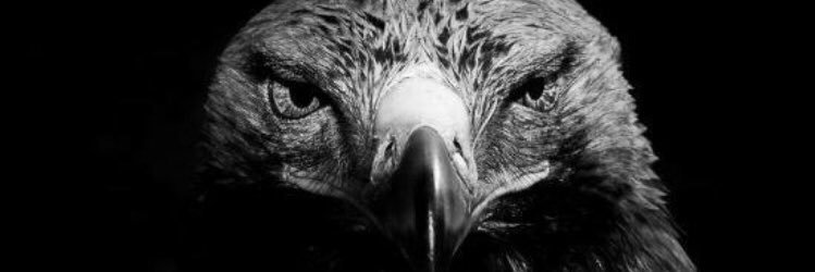 TolgaAk1's profile banner image