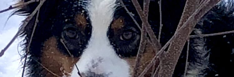 novacoastaussie's profile banner image