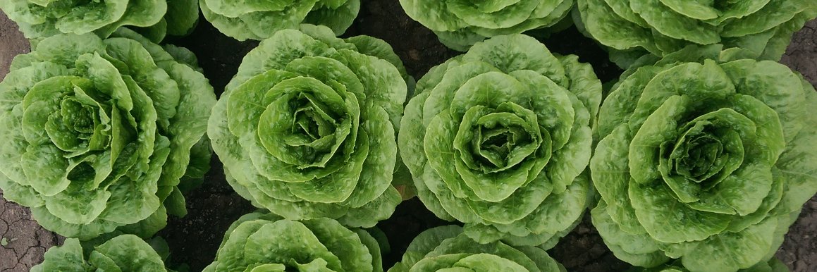 makemoreofsalad's profile banner image