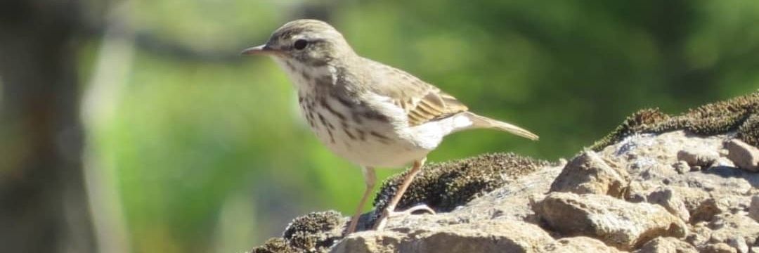 Mercè Palacios banner