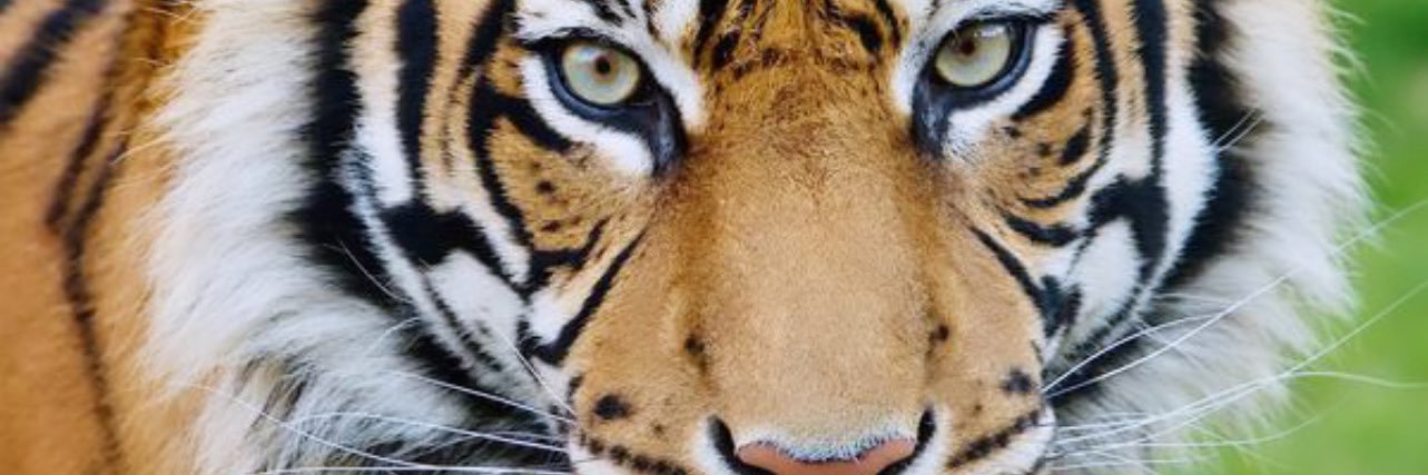 BIG SMITH 🕊 banner