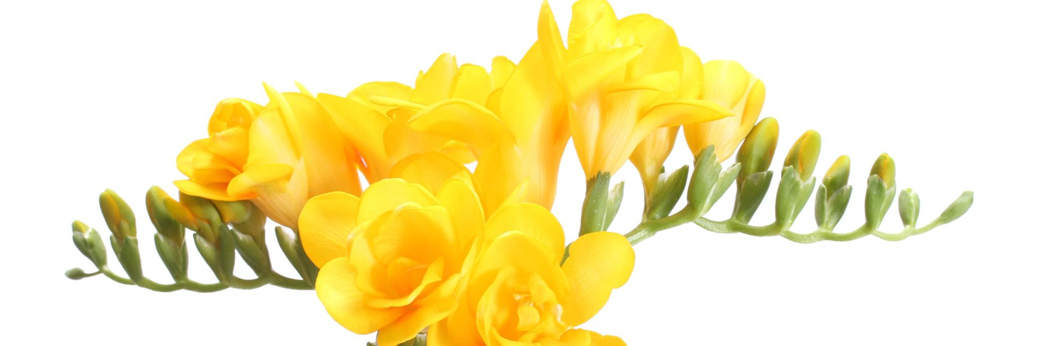 UnicumFreesianl's profile banner image