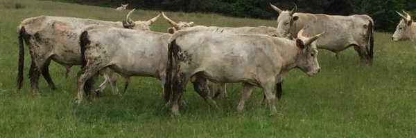 RareBreedChris Profile Banner