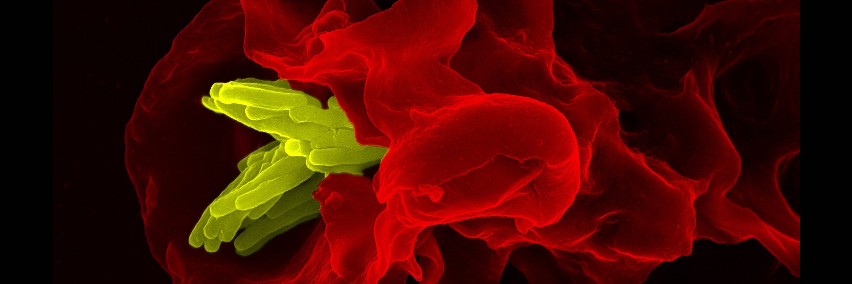 Oleg Kolupaev banner