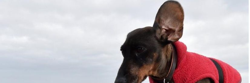 BozoDerHund's profile banner image
