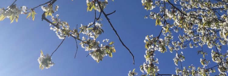 sinnachick's profile banner image