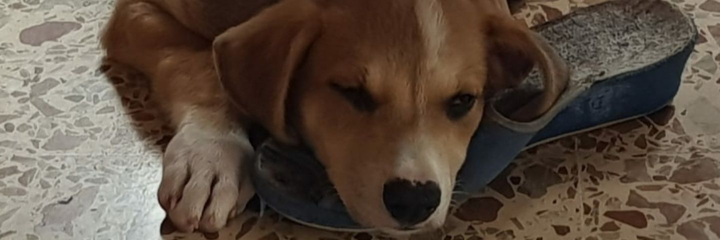 KikoSahu97's profile banner image