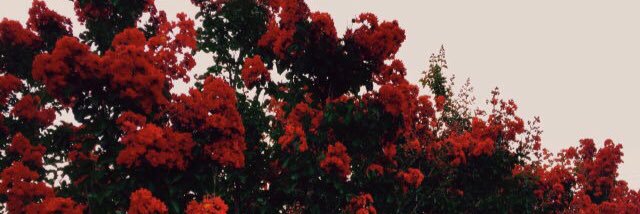 CassidyCheney's profile banner image