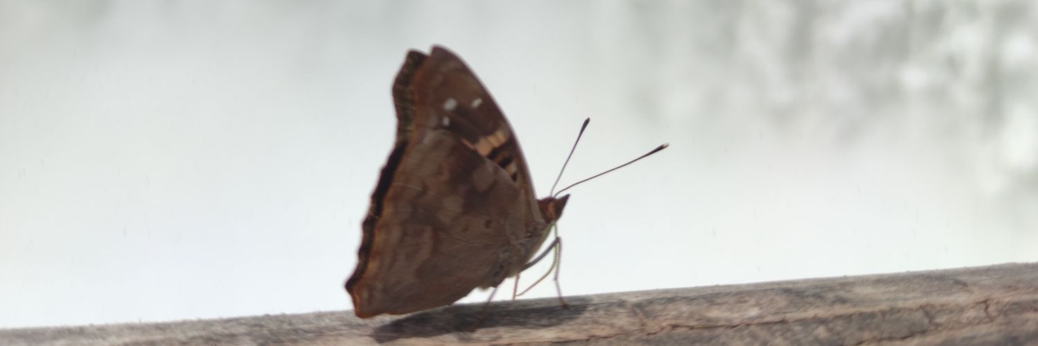 WanelenSeip's profile banner image