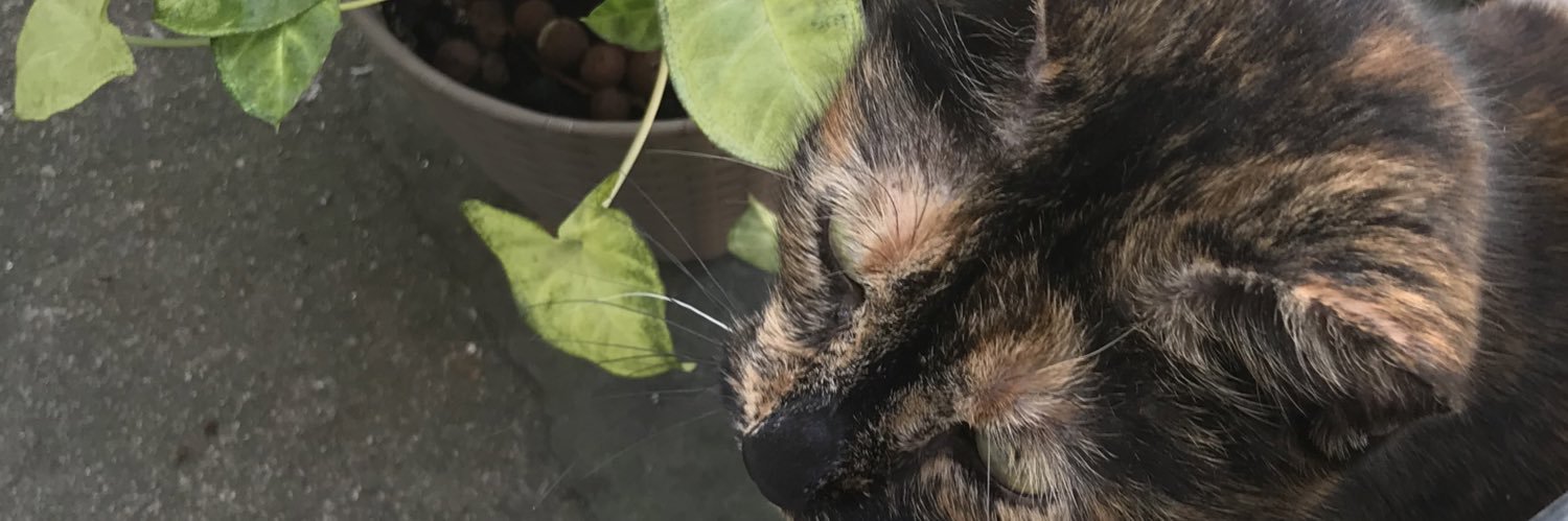 Jeannalyse's profile banner image