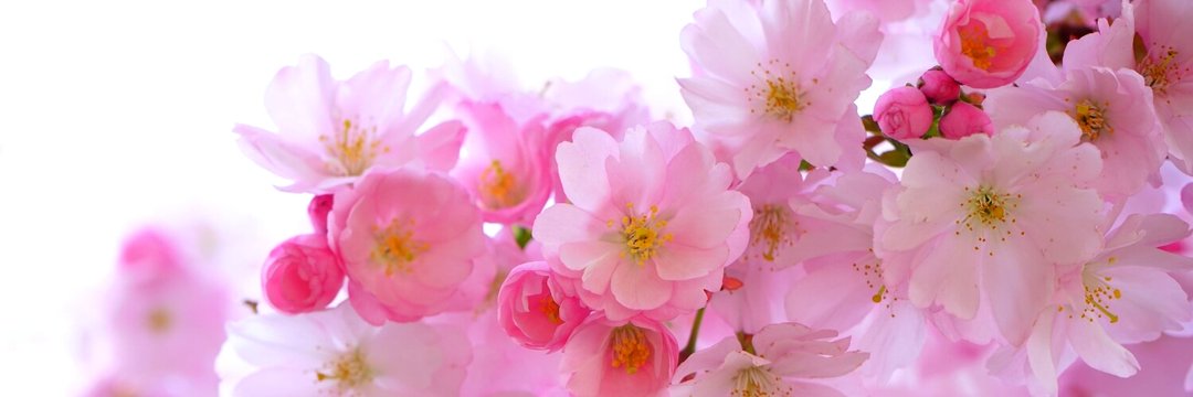 poemspice's profile banner image