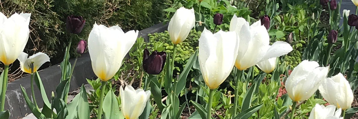 b_stelmach's profile banner image
