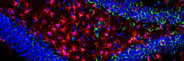 Brain_Database Profile Banner