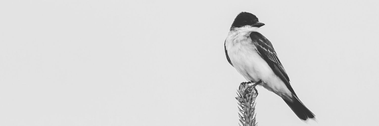 perduto111's profile banner image