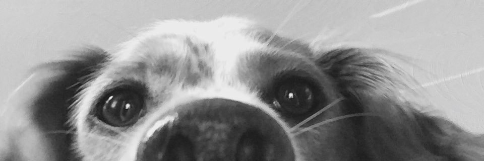 SARAHMARTINXO's profile banner image
