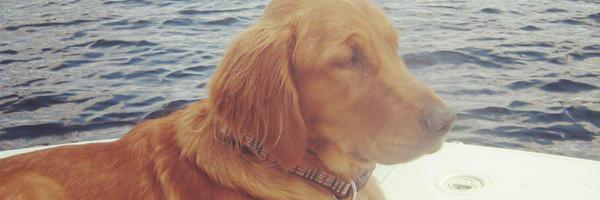 CraigSenchuk Profile Banner