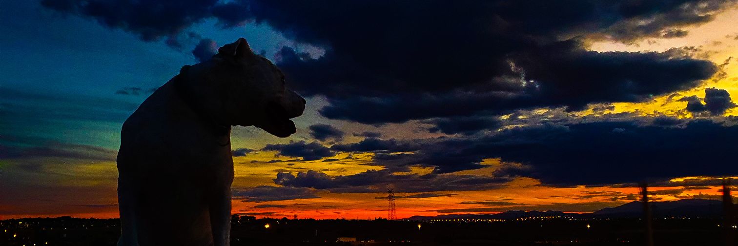 Celia_rod's profile banner image