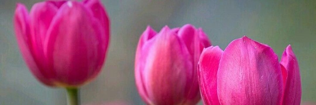 Mariàngels Meseguer banner