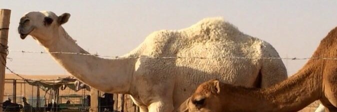hamad0748's profile banner image