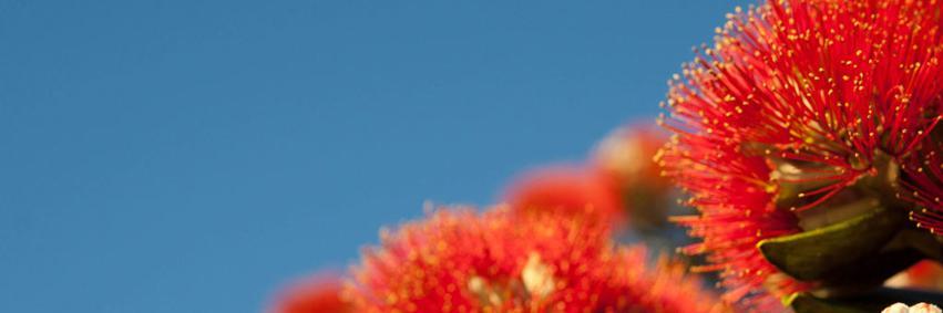 Planet Goodness banner