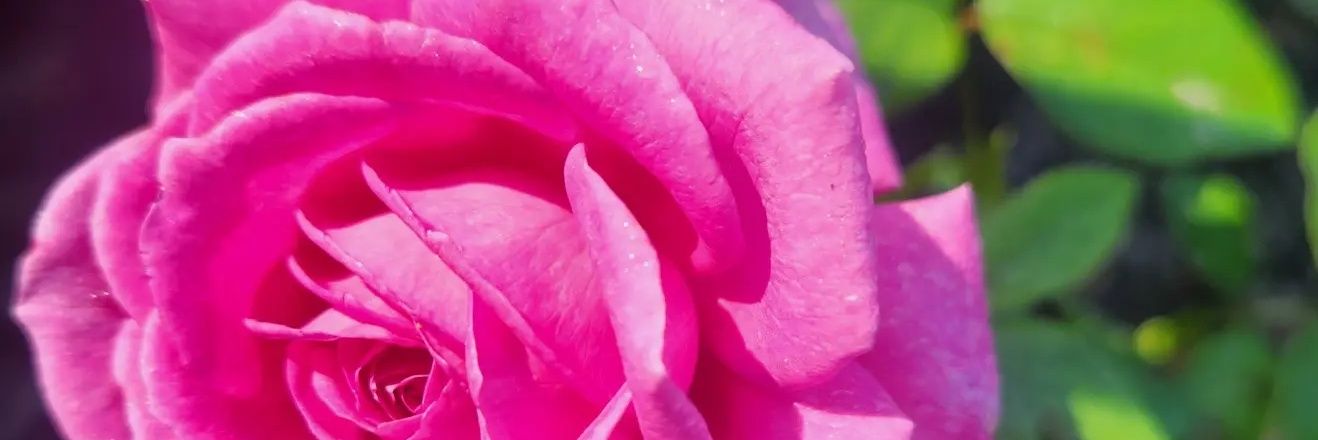 Emily Clasper banner