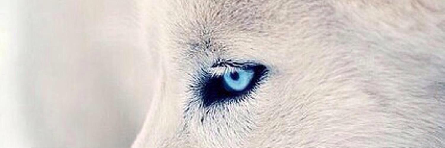 ᗰᏬᏲᎯᏁᎯᏧ ᎯᏝᖇᎯᏇᎨ banner