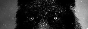 DartingMitt's profile banner image