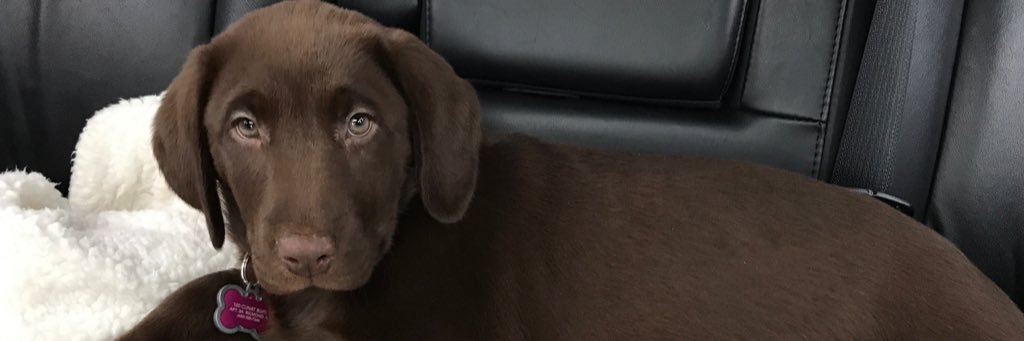 Joey St.Pierre banner