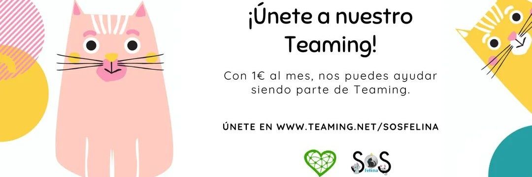 SOS Felina banner