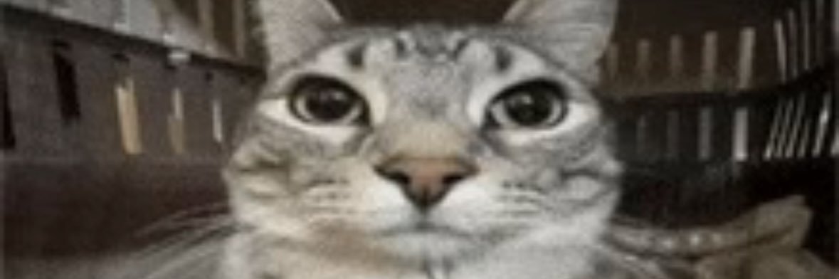evlorrainel's profile banner image