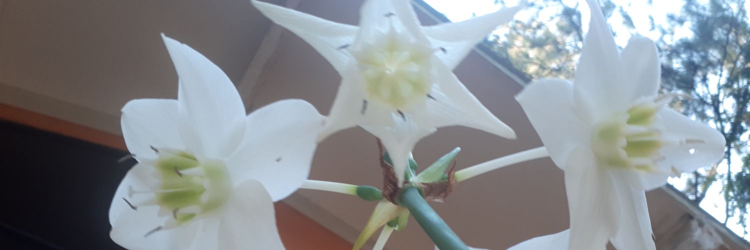 Días felices banner
