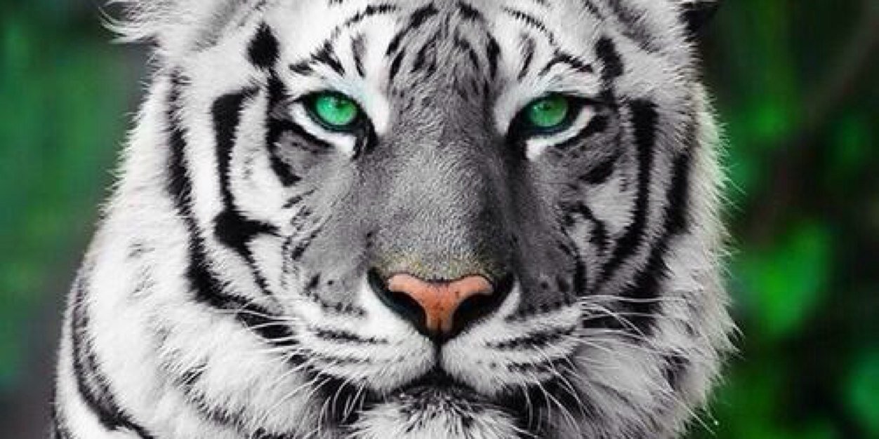 CroninRiley's profile banner image