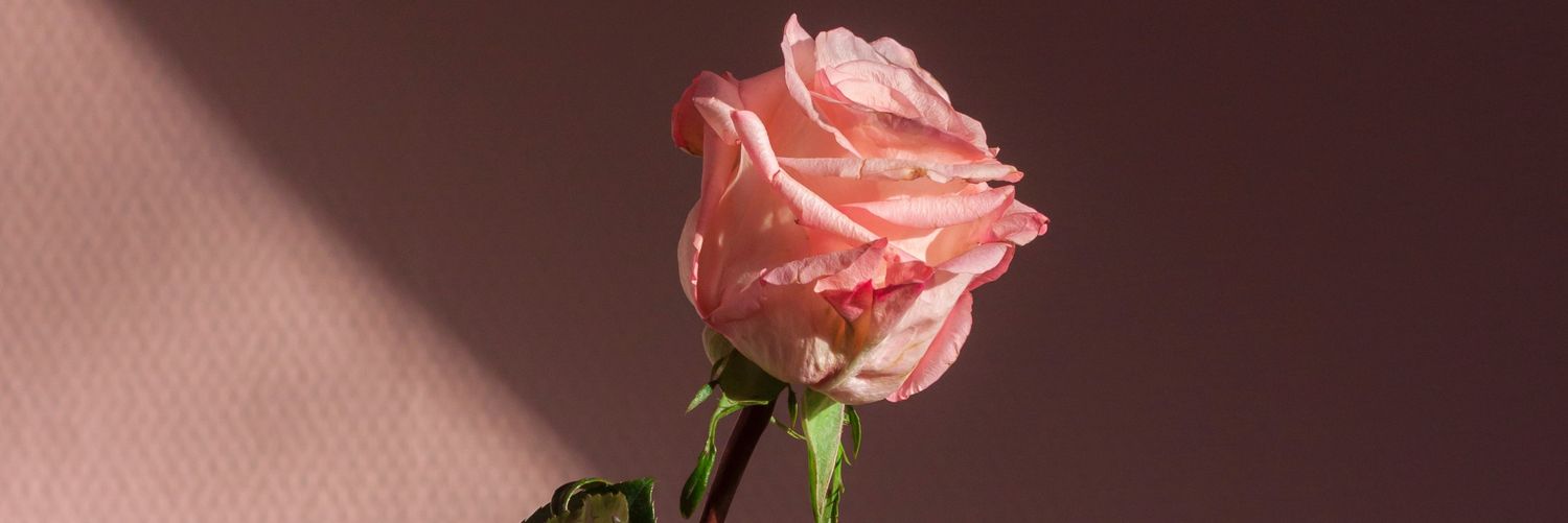 gemmazani's profile banner image
