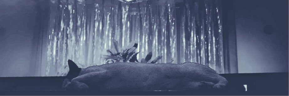 shaktiboo's profile banner image