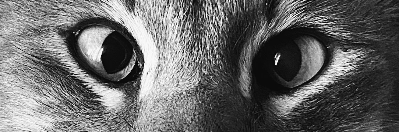 EveAvila_'s profile banner image