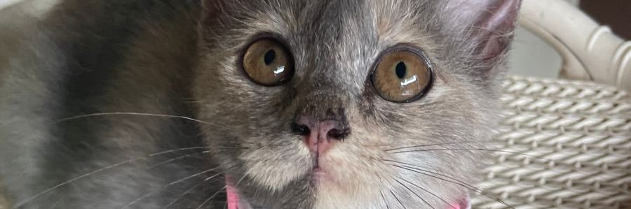 fiolitael's profile banner image