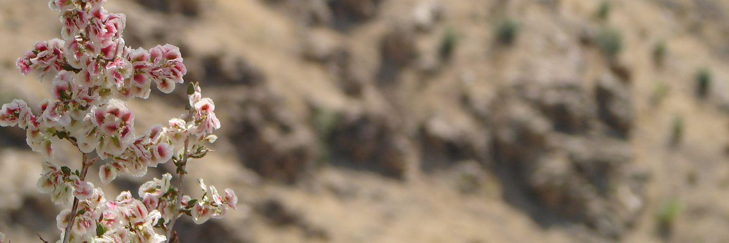 AmMofrad's profile banner image