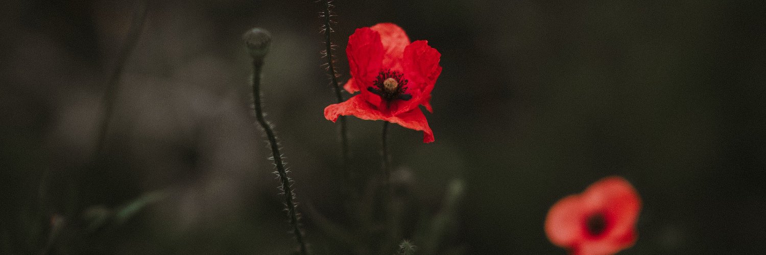 DonTorpedo's profile banner image