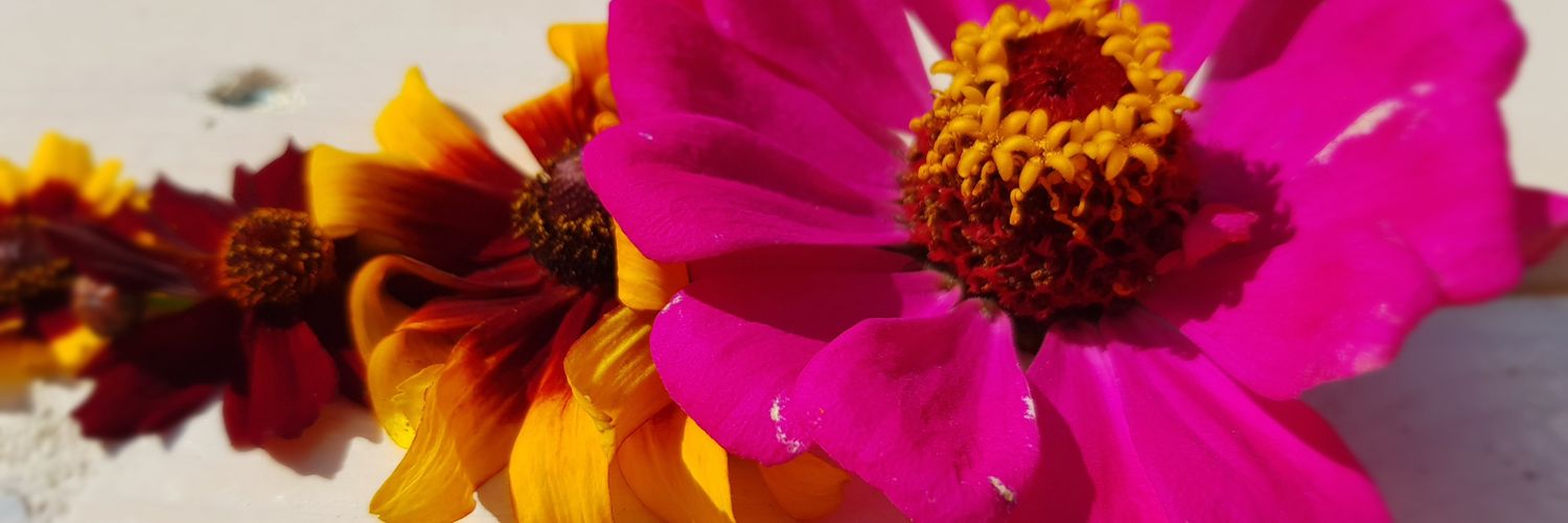Anjalucas's profile banner image