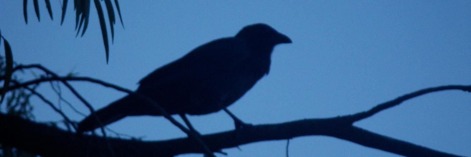 Colleen Jolly banner