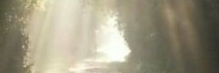Littlepidd1's profile banner image