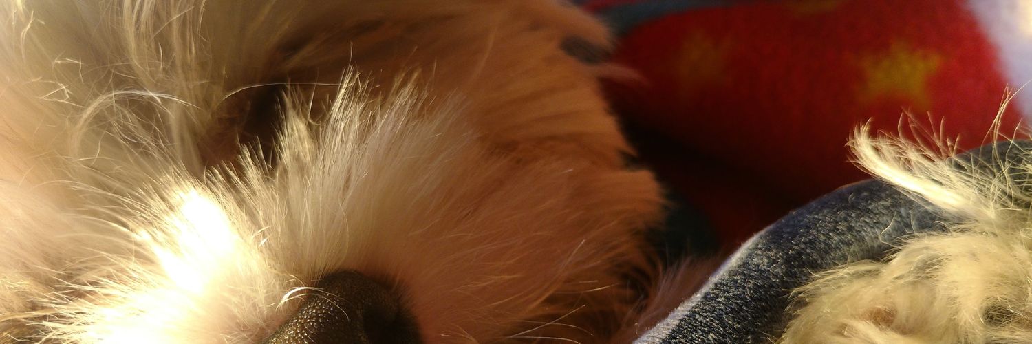 CamiIasychyn's profile banner image