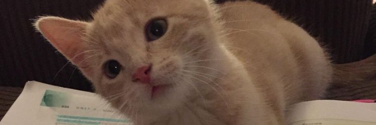 jennperio's profile banner image