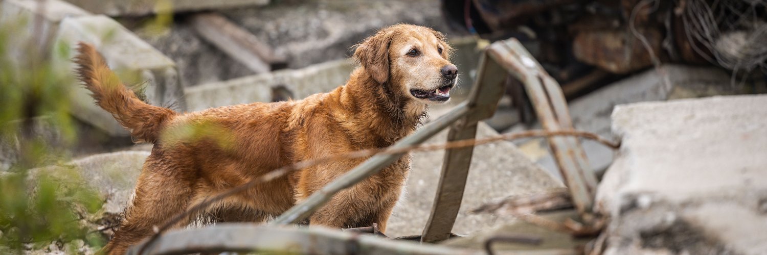 irodogs's profile banner image