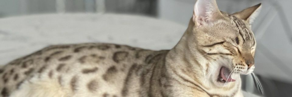 gorizontal_ru's profile banner image